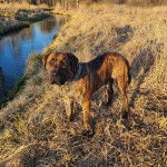 Un Mastiff sur un terrain herbeux et portant un collier autour du cou