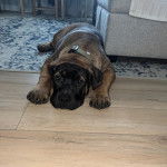 Un Mastiff allongé sur un tapis et portant un collier autour du cou