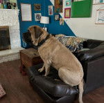 Un Mastiff assis sur un canapé et portant un collier autour du cou