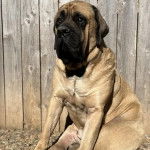 Un Mastiff assis sur un terrain herbeux 