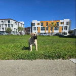 Un Mastiff sur une surface gazonnée et portant un collier autour du cou