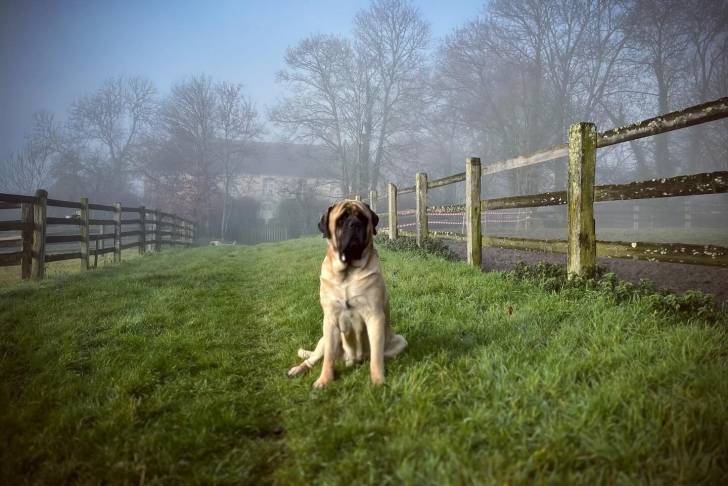 Un Mastiff assis sur un terrain herbeux 