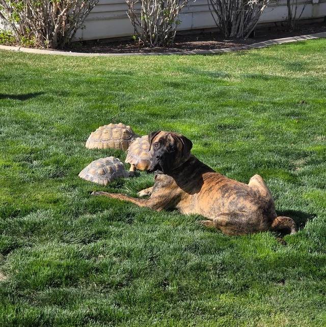 Un Mastiff allongé sur un terain herbeux et qui est portant un collier autour du cou