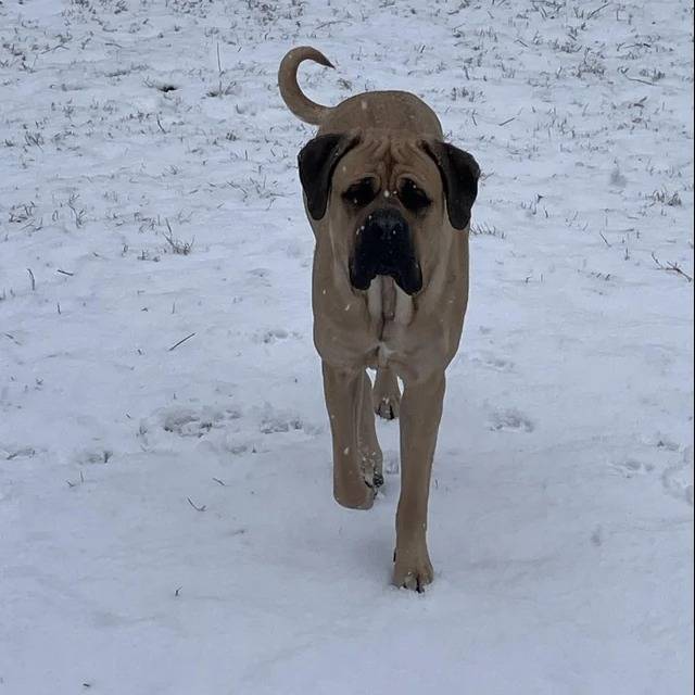 Un Mastiff marchant sur une surface enneigée 