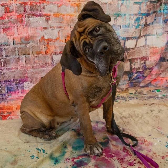 Un Mastiff regardant vers la caméra et qui est tenu en laisse 