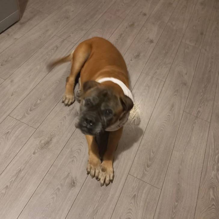 Un Mastiff sur un plancher et regardant vers la caméra 