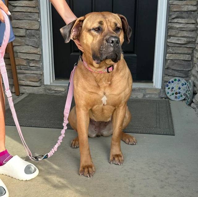 Un Mastiff assis sur une surface bétonnée et qui est tenu en laisse 