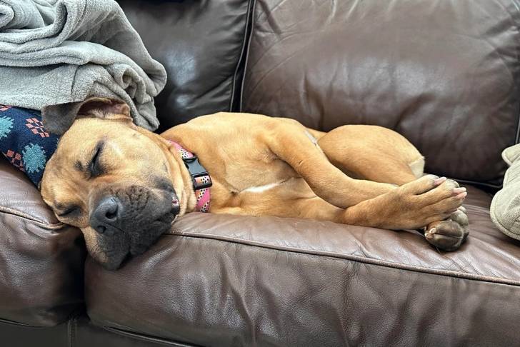 Un Mastiff allongé sur un canapé et portant un collier autour du cou