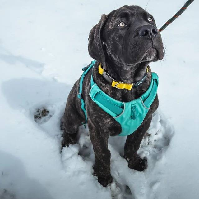 Un Mastiff assis sur une surface enneigée et qui est tenu en laisse 