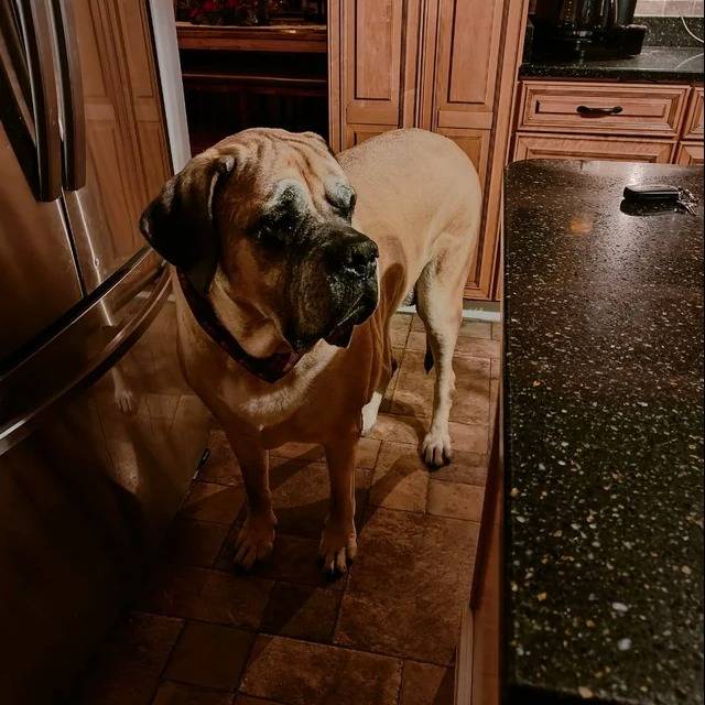 Un Mastiff sur un sol carrelé et portant un foulard autour du cou