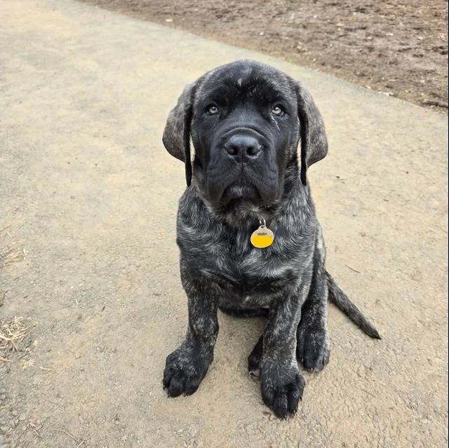 Un Mastiff assis sur une surface bétonnée et portant un collier autour du cou