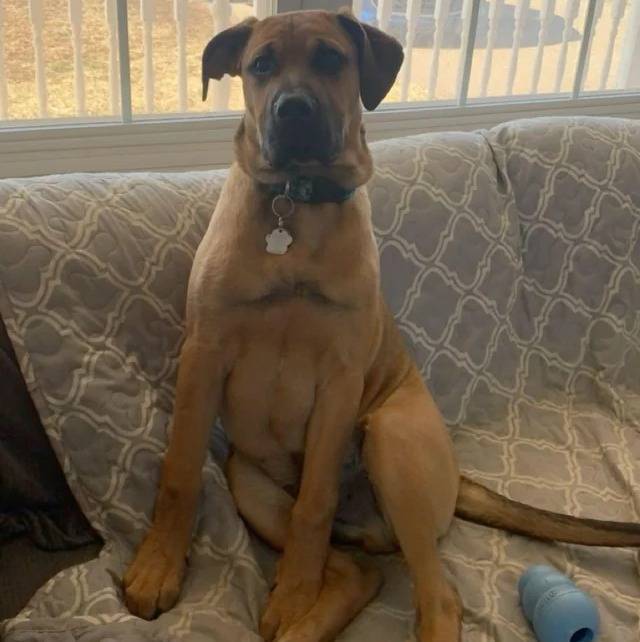 Un Mastiff assis sur un canapé et portant un collier autour du cou