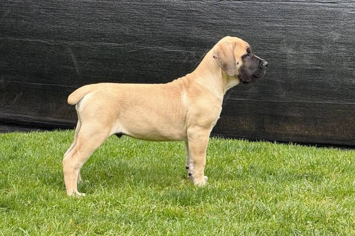 Profil d'un Mastiff sur une surface gazonnée