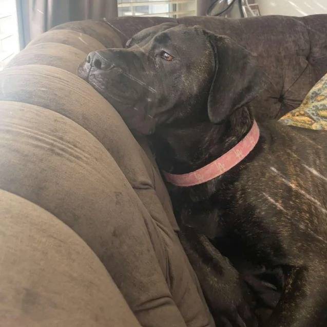Un Mastiff allongé sur un canapé et portant un collier autour du cou