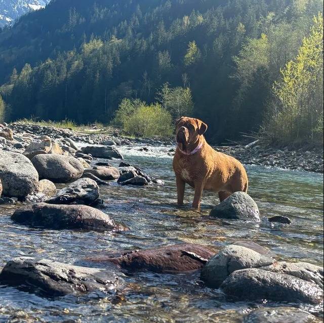 Un Mastiff dans l'eau et portant un collier autour du cou