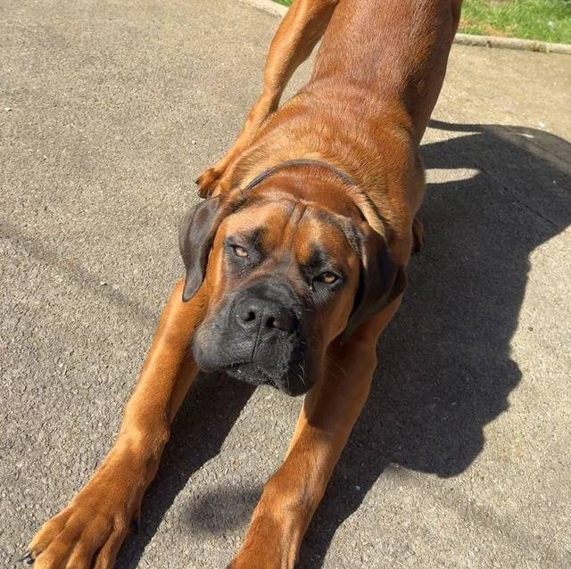 Un Mastiff sur une surface bétonnée et s'étirant 