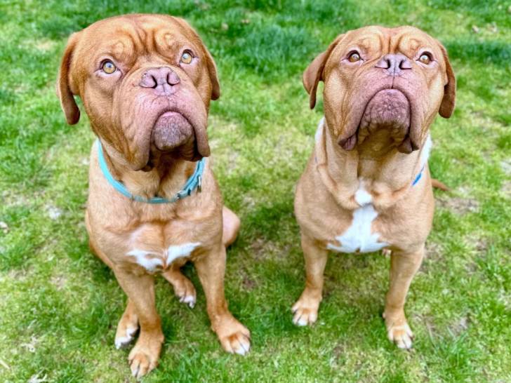 Deux Mastiff assis sur un terrain herbeux et portant tous deux un collier autour du cou