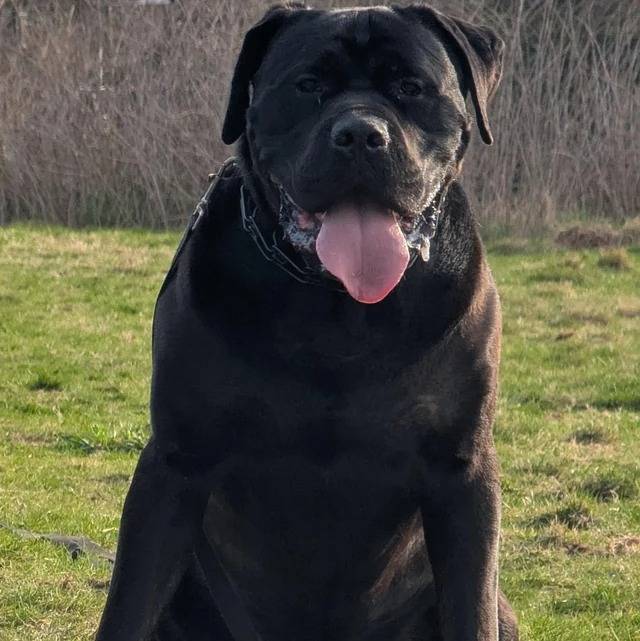 Un Mastiff assis sur un terrain herbeux et tirant la langue