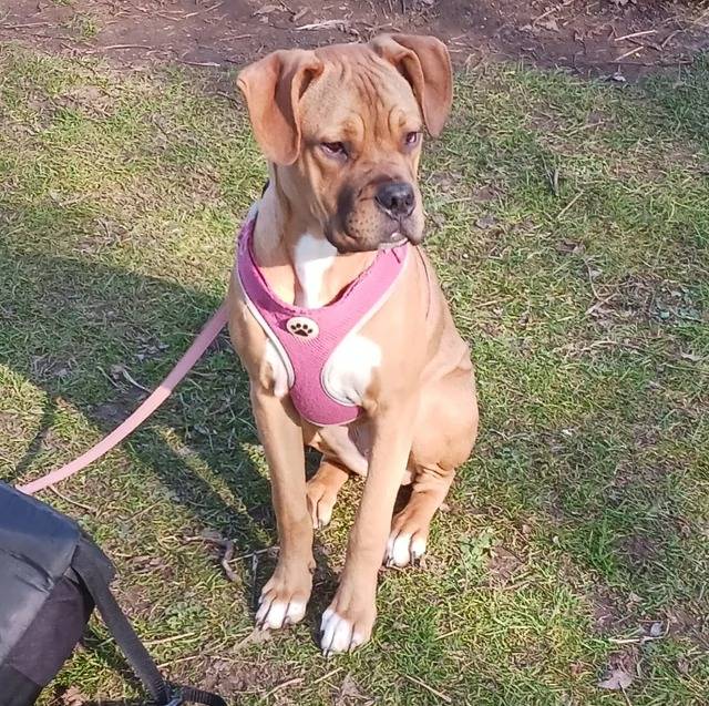 Un Mastiff assis sur une surface herbacée et qui est tenu en laisse 