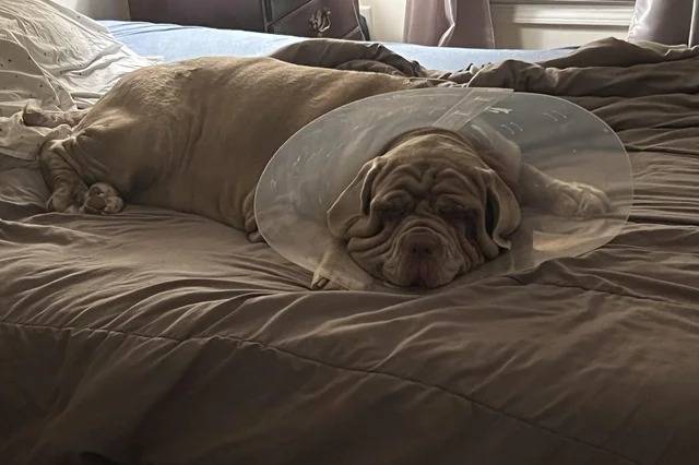 Un Mastiff allongé sur un lit et portant un carcan 