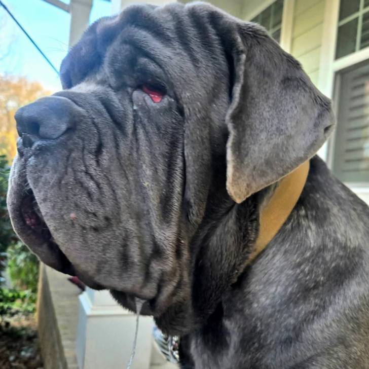 Un Mastiff bavant et portant un collier autour du cou
