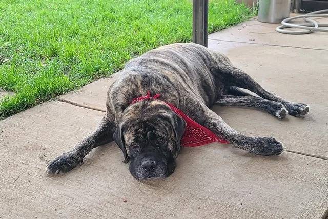 Un Mastiff allongé sur une surfacé bétonnée et portant un foulard 