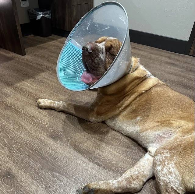 Un Mastiff allongé sur un plancher et portant un carcan 