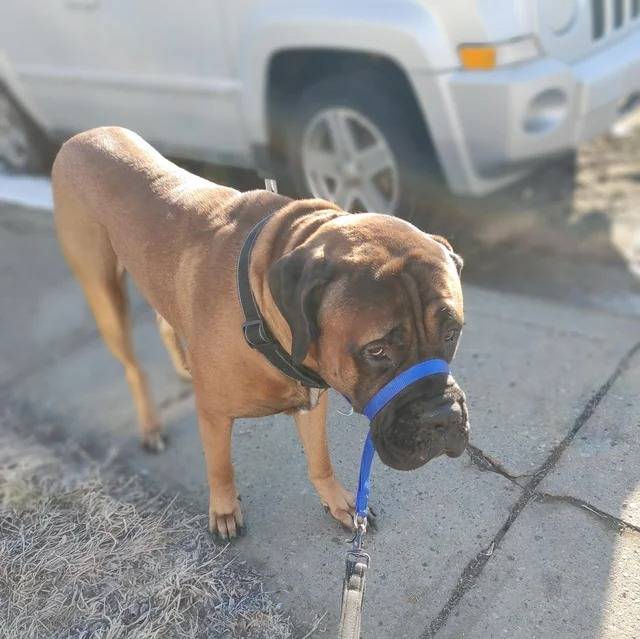 Un Mastiff sur une surface bétonnée et qui est tenu en laisse 