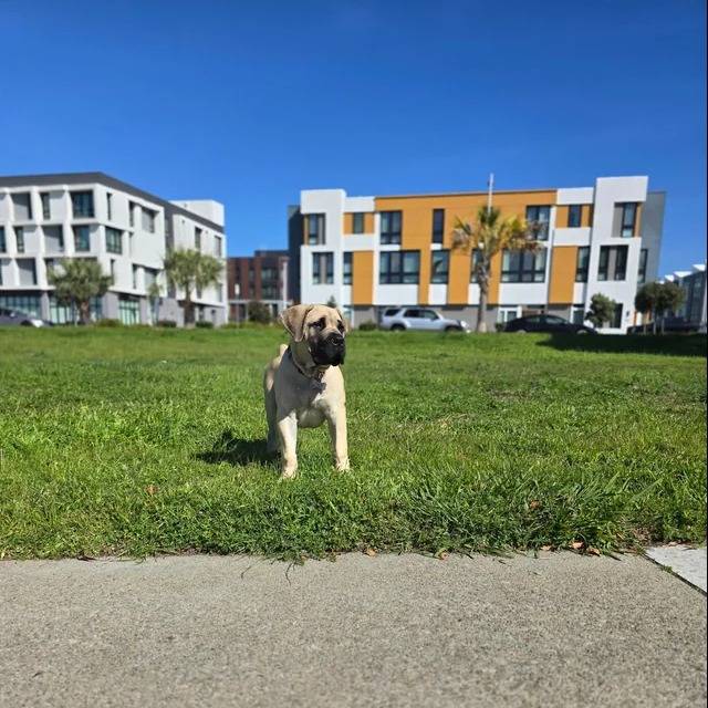 Un Mastiff sur une surface gazonnée et portant un collier autour du cou