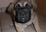 Fibus de La Vallée de l'Armance, 2 mois L.O.F - Mastiff (2 mois)