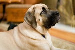 Photo Mastiff