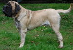 Photo Mastiff