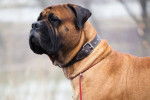 Photo Mastiff