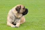 Photo Mastiff