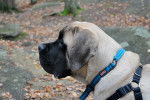 Photo Mastiff