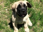 Photo Mastiff