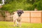 Photo Mastiff