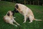 Photo Mastiff