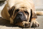 Un Mastiff dort sur un sol en bois