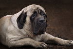 Photo Mastiff