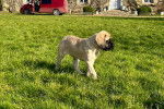 Un chiot Mastiff sur une surface herbacée 