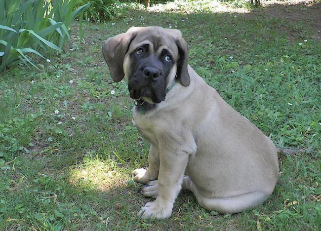 Fibus de la Vallée de l'Armance - Mastiff