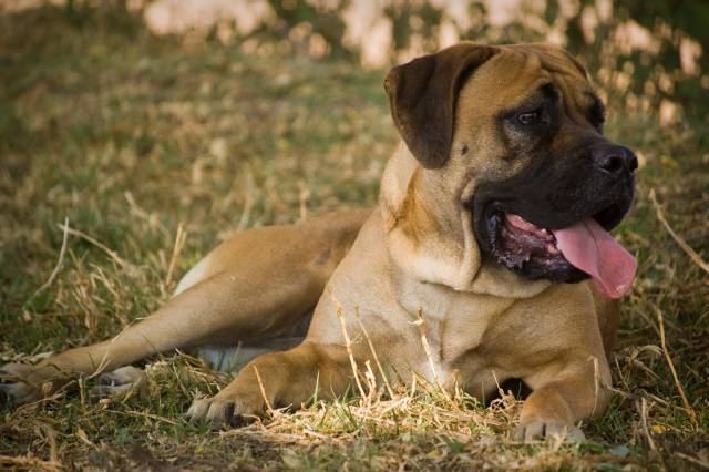 Le Mastiff