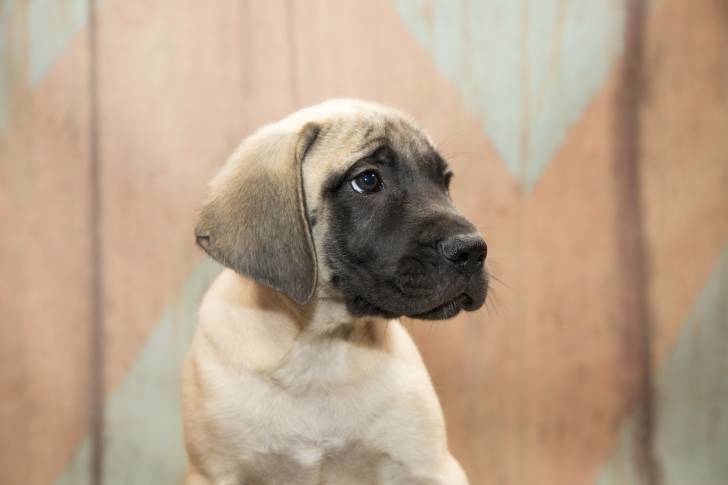 Photo Mastiff