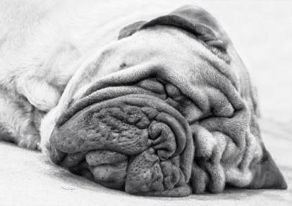 Le plus gros chien du monde - Les records autour des chiens