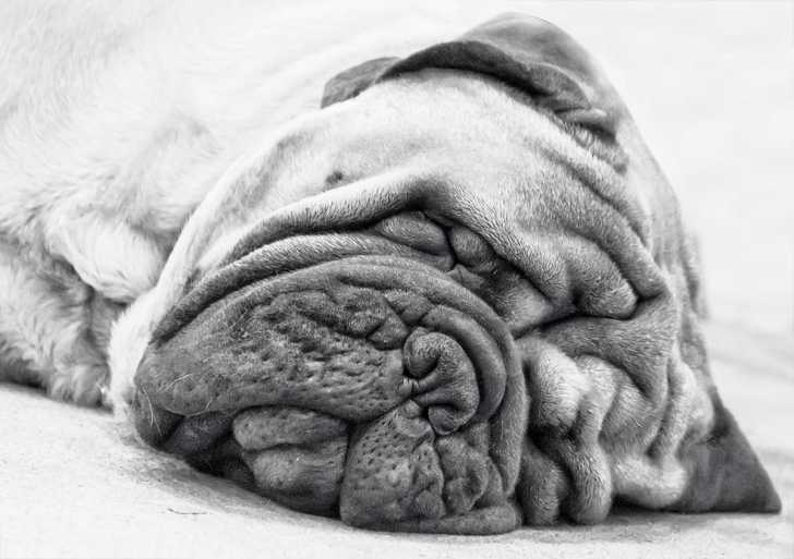 Le plus gros chien du monde - Les records autour des chiens