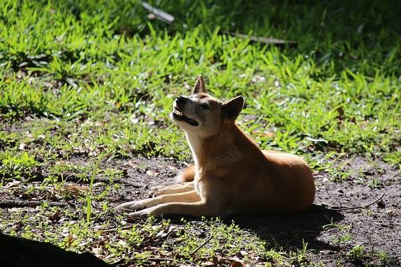 Photo Chien Chanteur de Nouvelle-Guinée