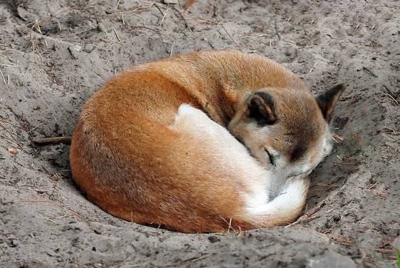 Photo Chien Chanteur de Nouvelle-Guinée