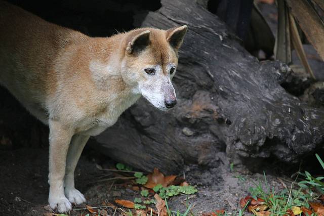 Photo Chien Chanteur de Nouvelle-Guinée