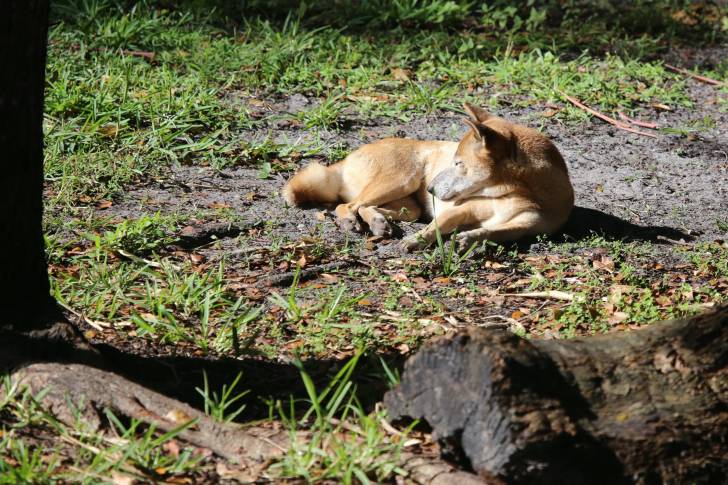 Photo Chien Chanteur de Nouvelle-Guinée